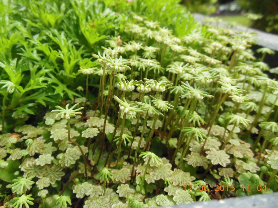 Vraag over mos soort